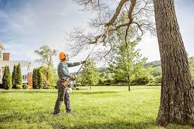 Best Tree Mulching  in Thorndale, PA